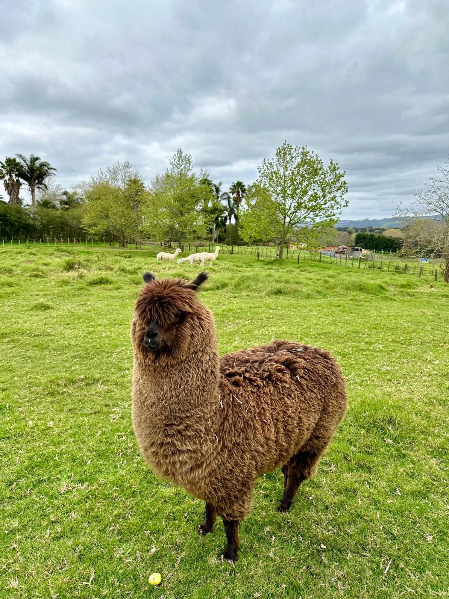 Bycroft Lodge Karaka Dış mekan fotoğraf